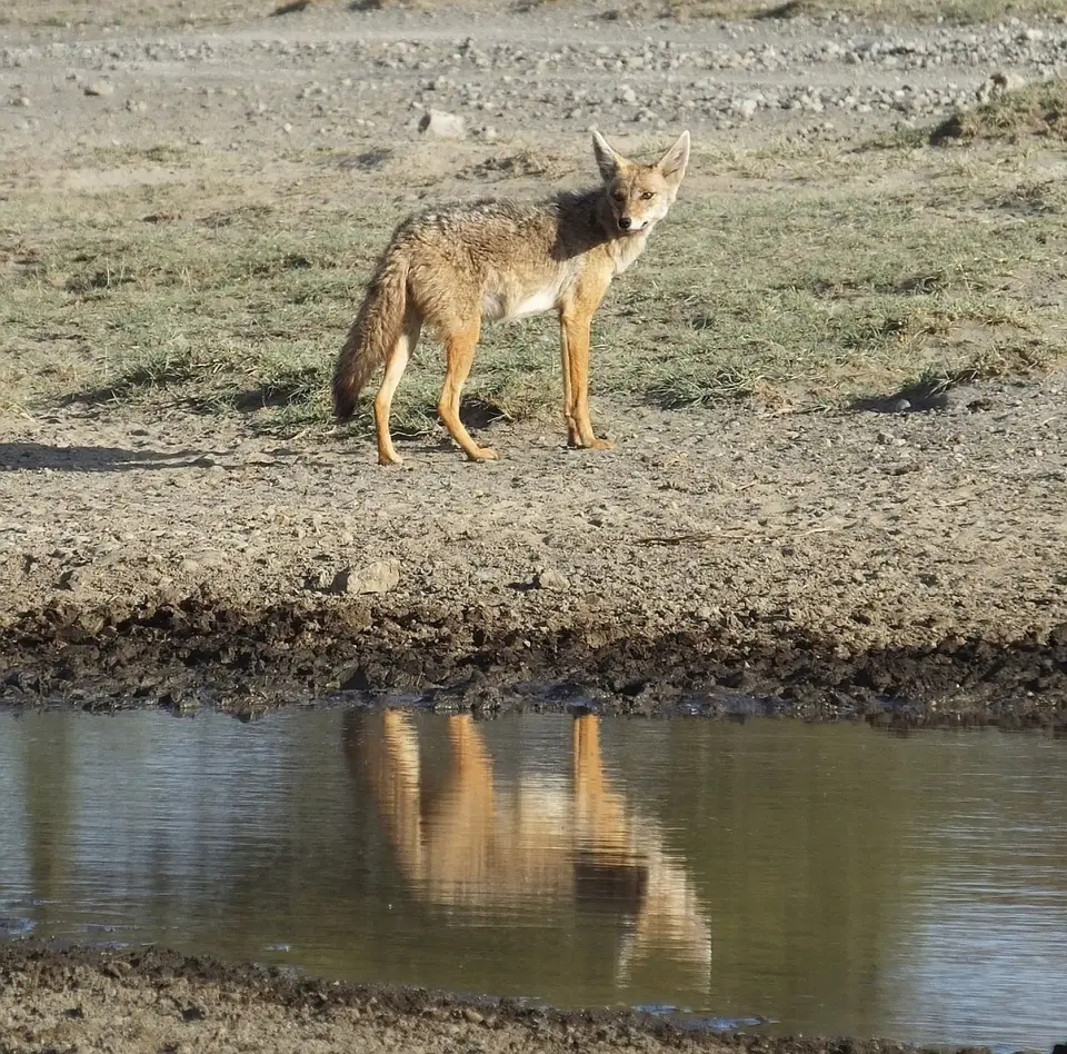 376SchakalamWasserloch.jpg