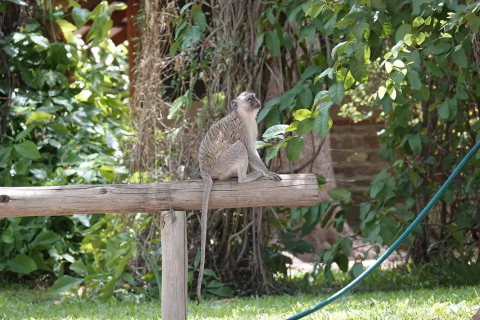 404Meerkatze.jpg