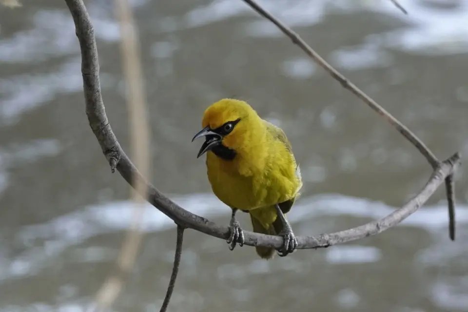 407Vogel-2.jpg