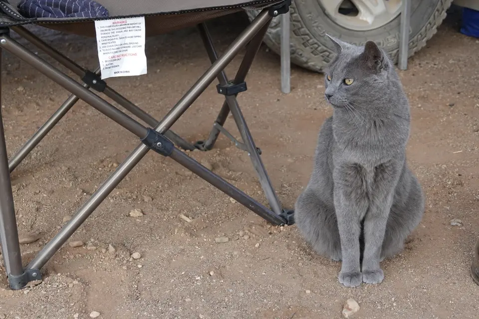 412Katze2.jpg