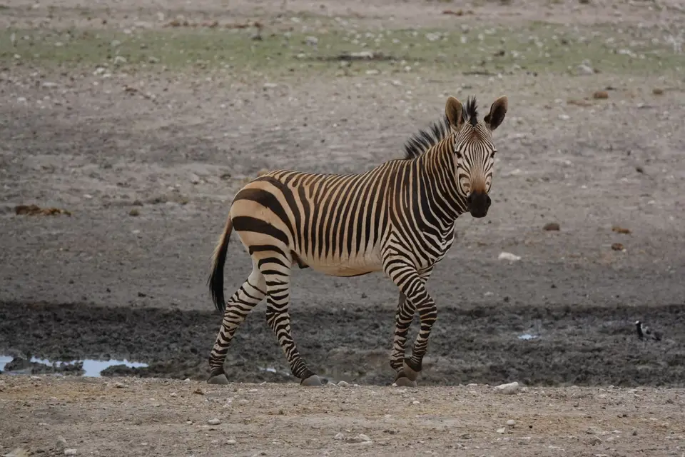 418Zebra.jpg