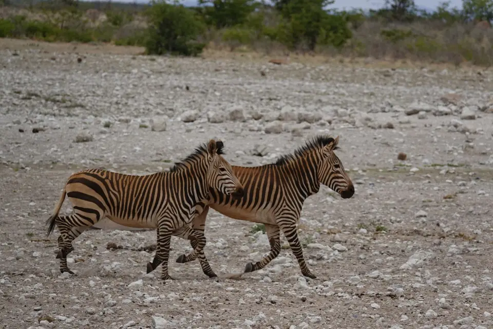 419Zebras.jpg