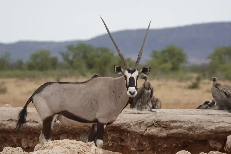 422Oryx.jpg