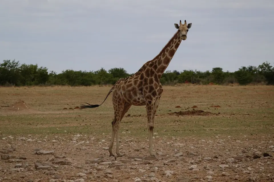 423Giraffe.jpg