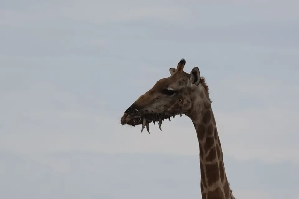 425entstellteGiraffe.jpg