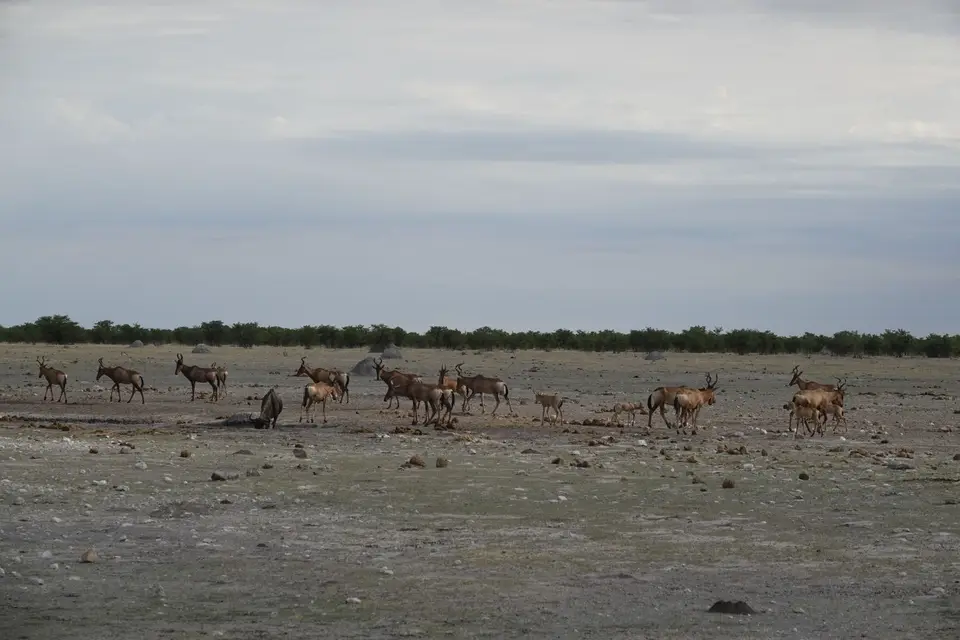 430KuhantilopenamWasserloch.jpg