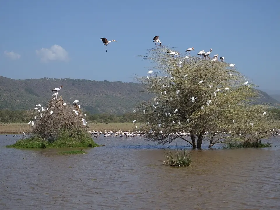 435VogelbäumeimWasser.jpg