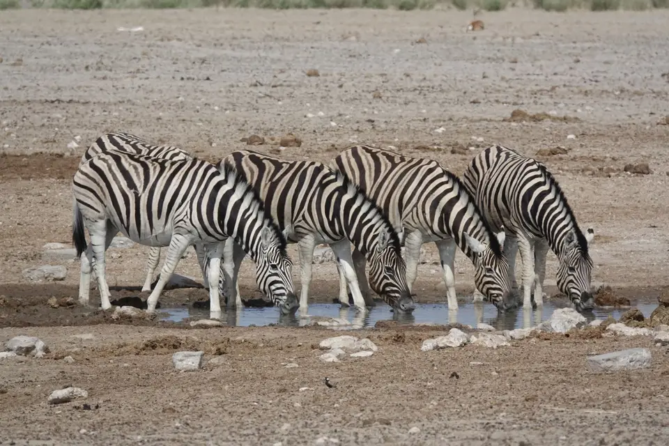 440ZebrasamWasserkoch.jpg