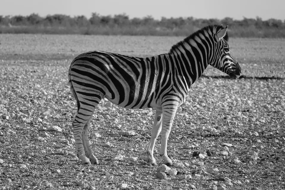 459Zebrasw2.jpg