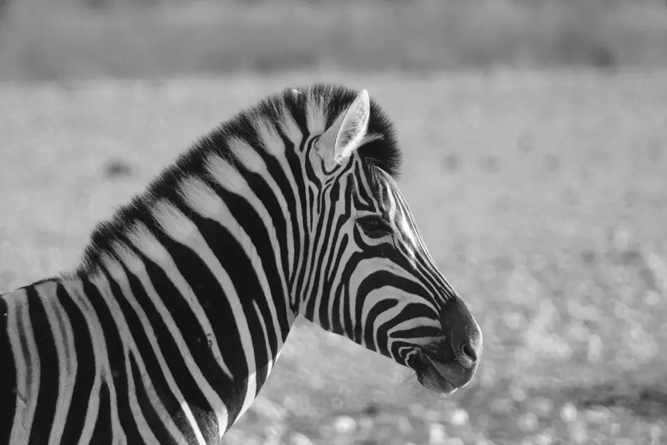 460ZebraPortraitsw.jpg