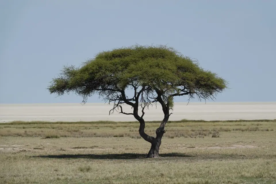 463Baum.jpg