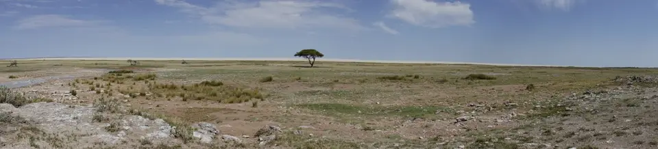 464PanoramamitBaum.jpg