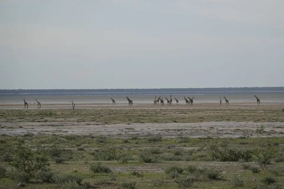 471GiraffenanderPfanne.jpg
