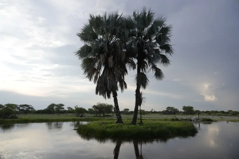476WasserlochOnguma.jpg