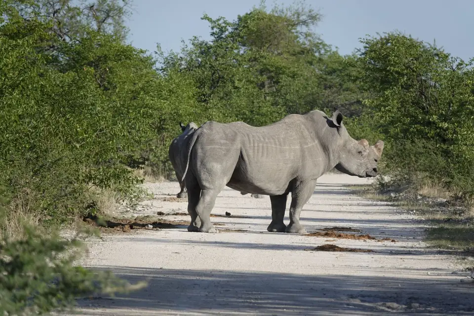 502Nashorn.jpg