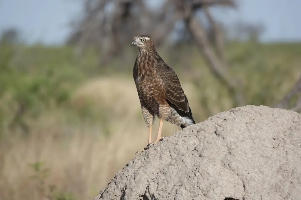 504Raubvogel.jpg