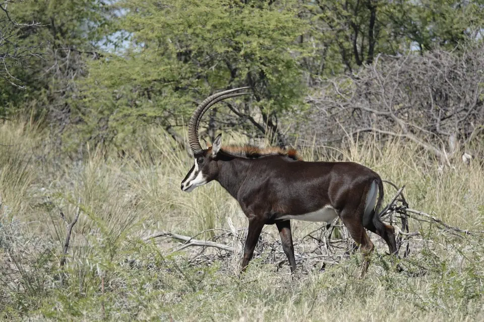 505Rappenantilope.jpg