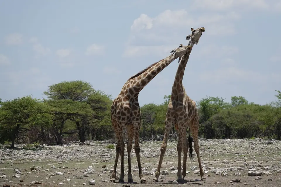 506kämpfendeGiraffen.jpg