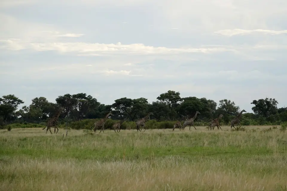 531alaufendeGiraffen.jpg