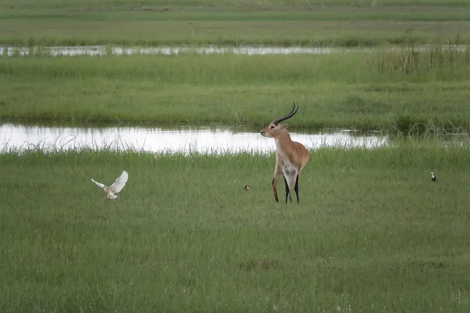 542Lechwe.jpg