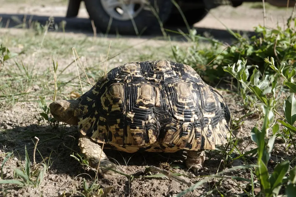 555Schildkröte.jpg