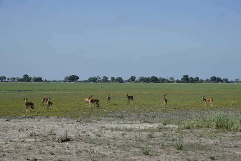 556Impalas.jpg