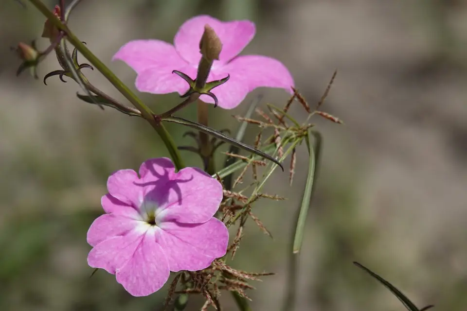 588Blüten.JPG