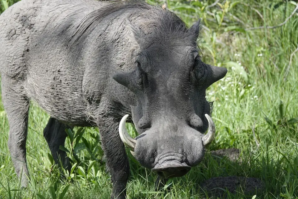 591Warzenschwein.JPG