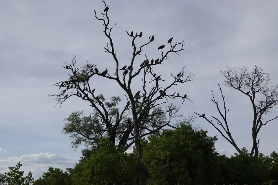 595Geierbaum.JPG