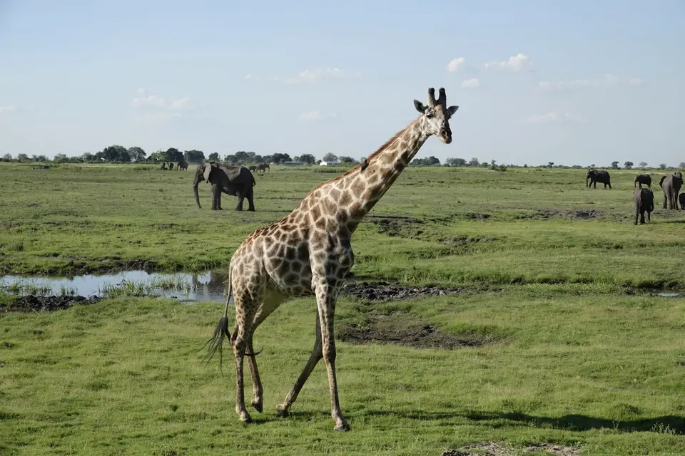 611Giraffe.JPG