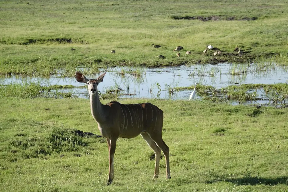 612Kudu.JPG