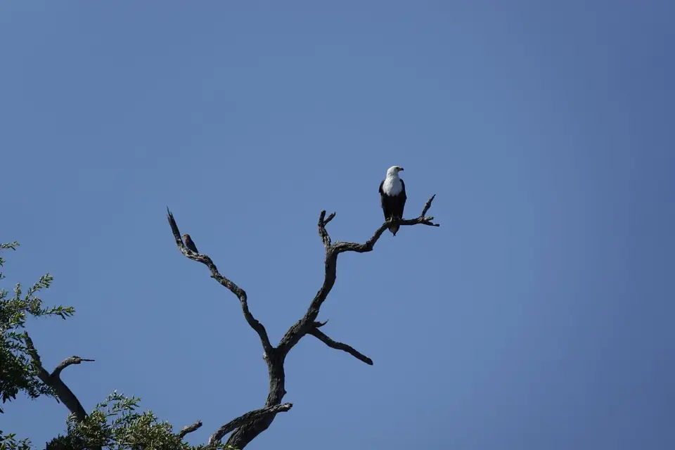 628FisheagleimBaum.JPG