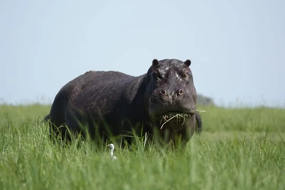 630Hippo.JPG