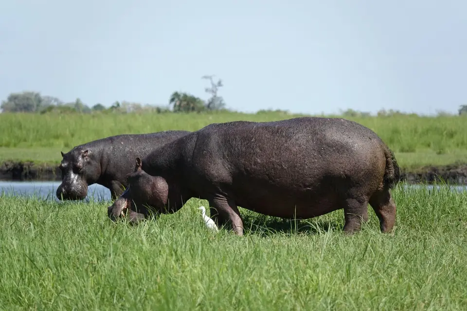 631zweiHippos.JPG