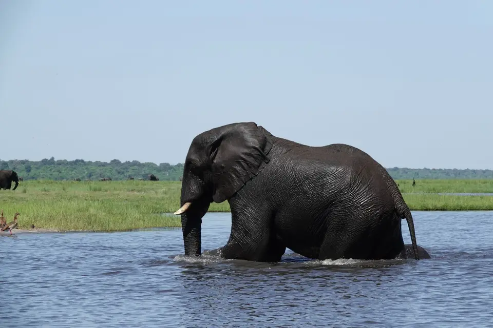 633ElefantverlässtWasser.JPG