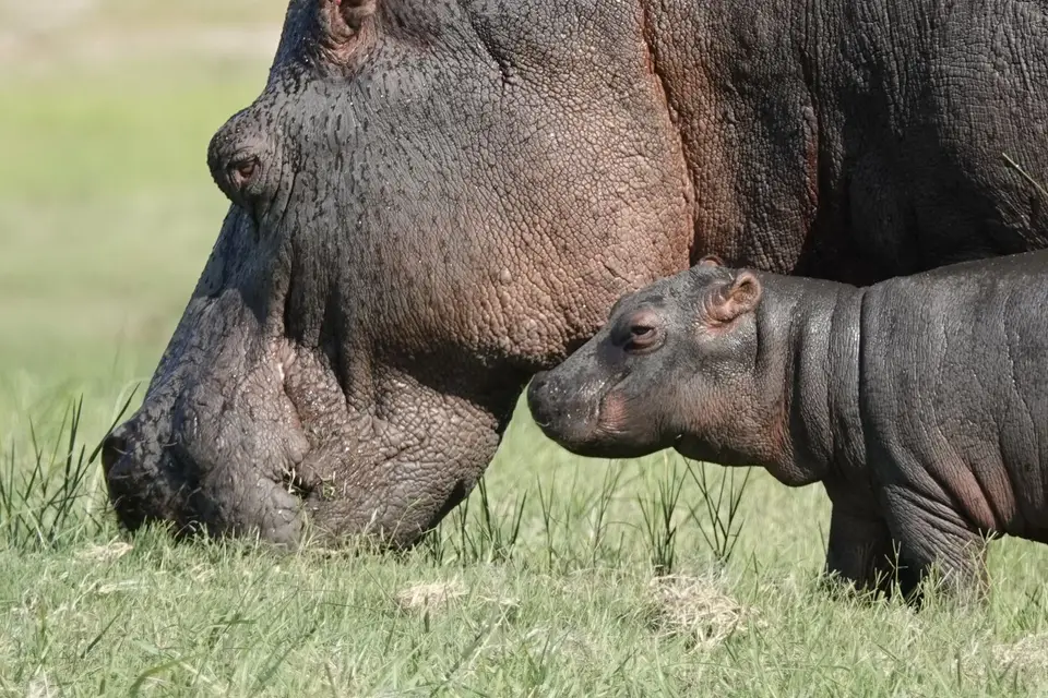 656HippomitBaby3.JPG