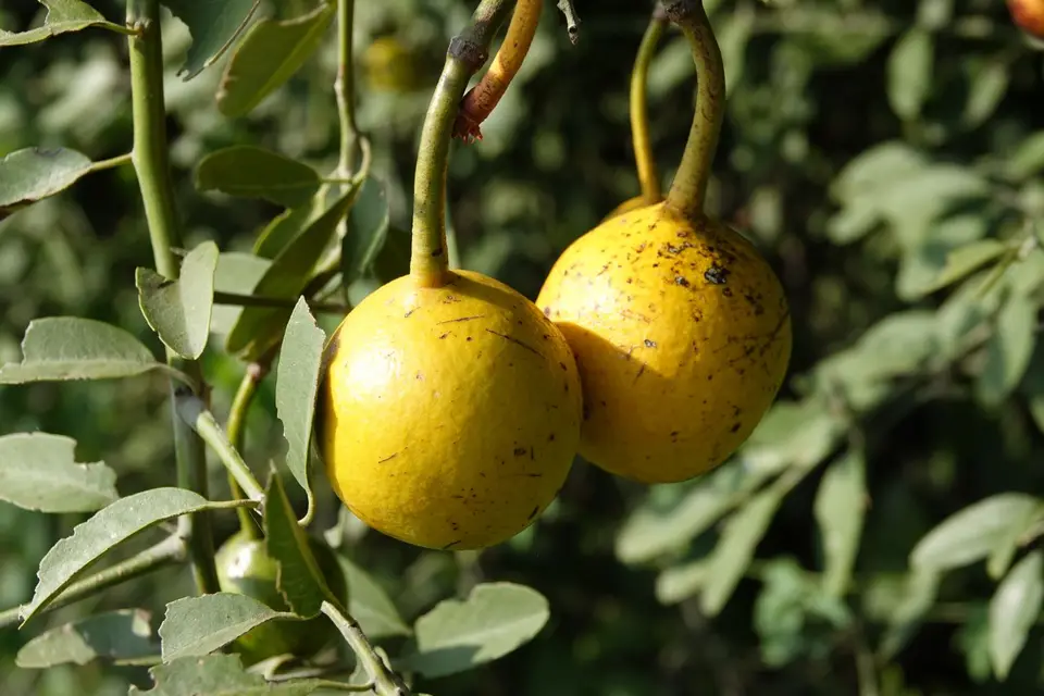 688KapernstrauchFrucht.JPG