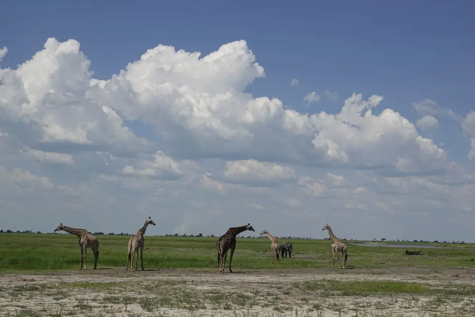 692Giraffen.JPG