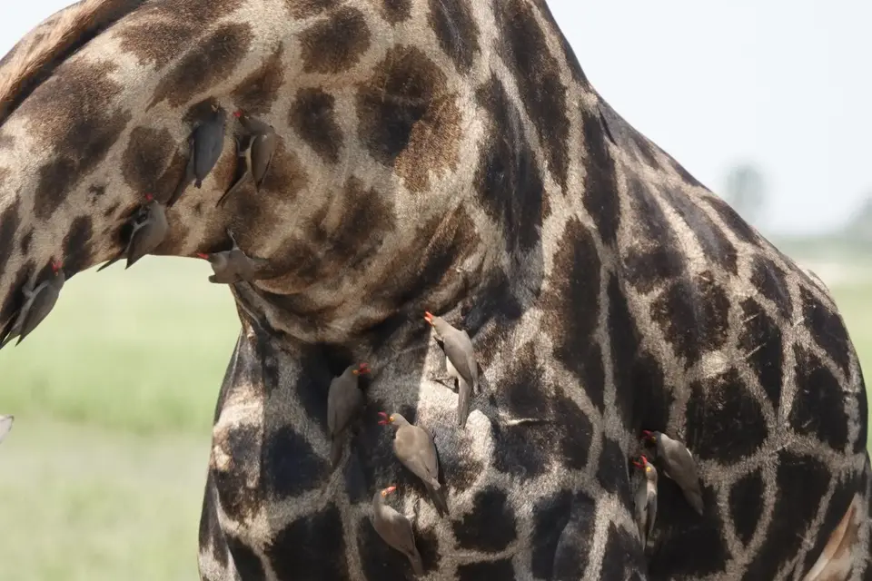 693MadenhackeranGiraffe.JPG