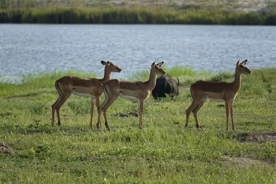 703Impalas.JPG