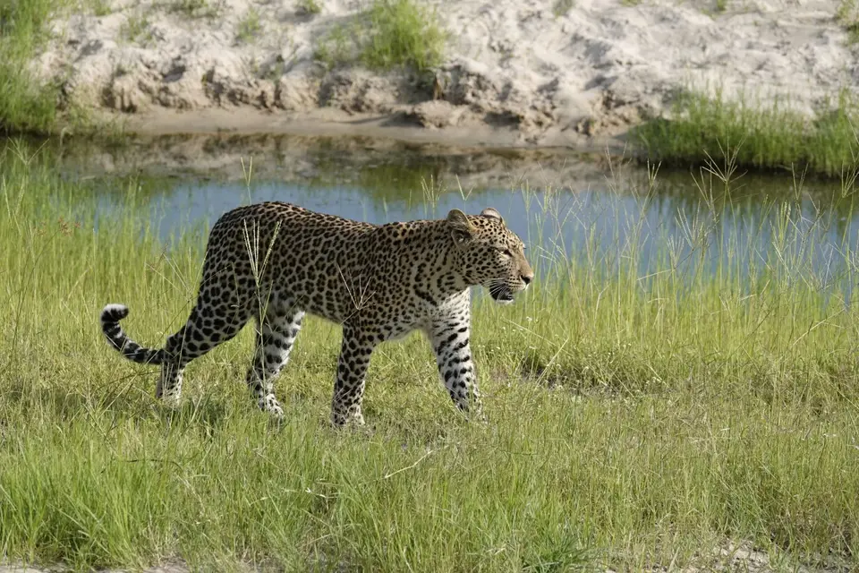 708Leopard3.JPG