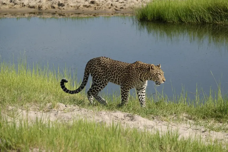 709Leopard4.JPG