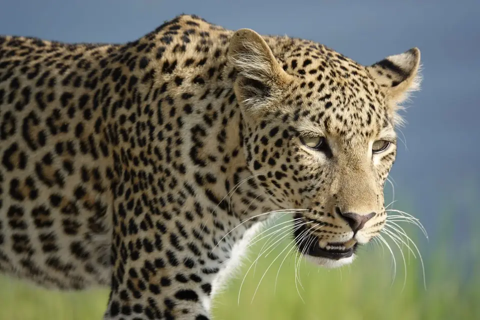 710Leopard5.JPG