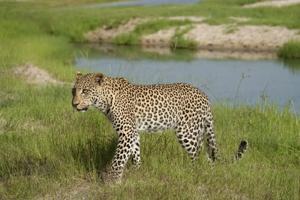 711Leopard6.JPG