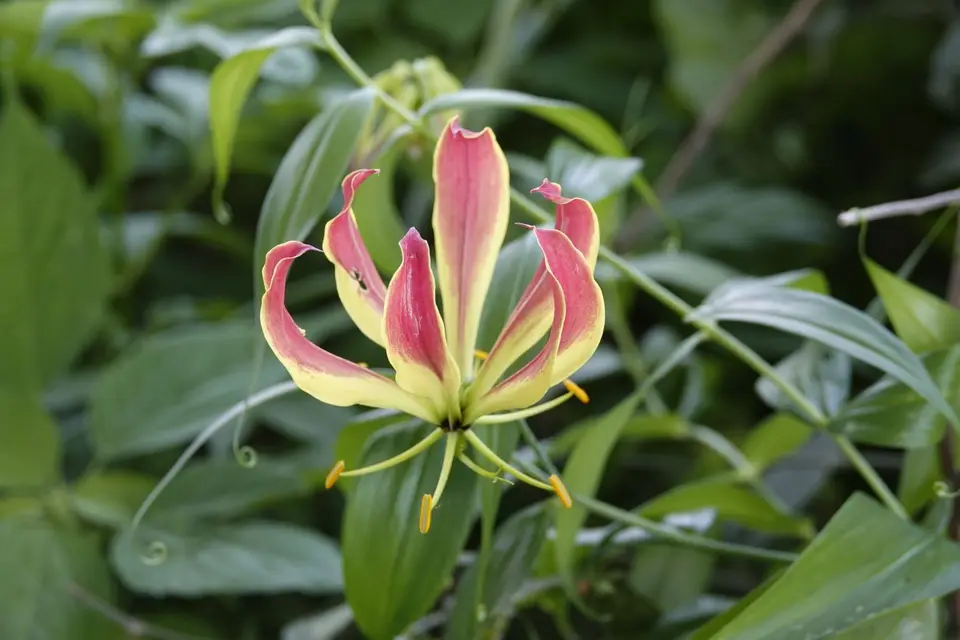 721Blüte.JPG