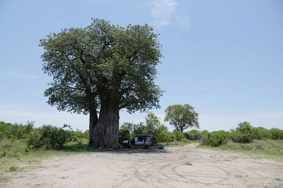 742bBaobab.JPG