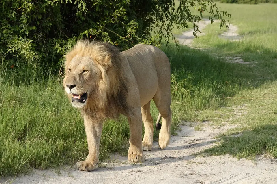751Löwe2.JPG