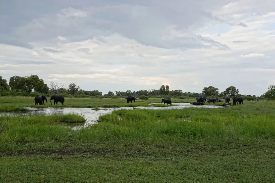 790aElefantencrossing.JPG