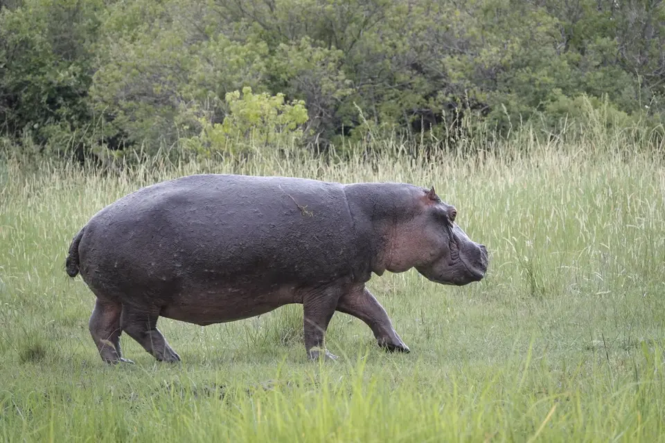 794Hippo2.JPG