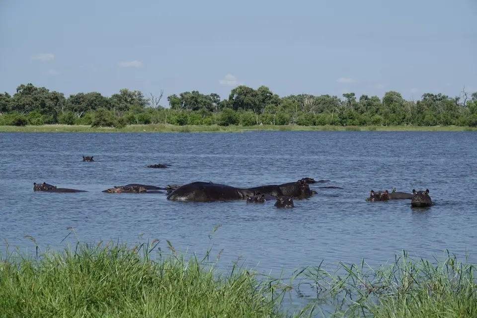 803Hippos.JPG